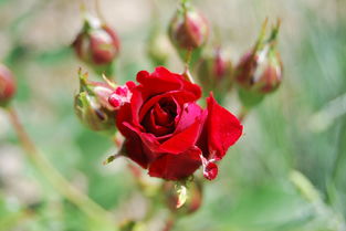 结婚证上的花朵是什么花？揭开这束爱情之花的神秘面纱