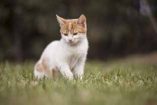 猫咪受惊炸毛?三步安抚术+纠纷化解指南(附法律锦囊)