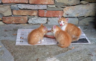 猫咪炸毛了怎么办?被邻居投诉扰民怎么处理?